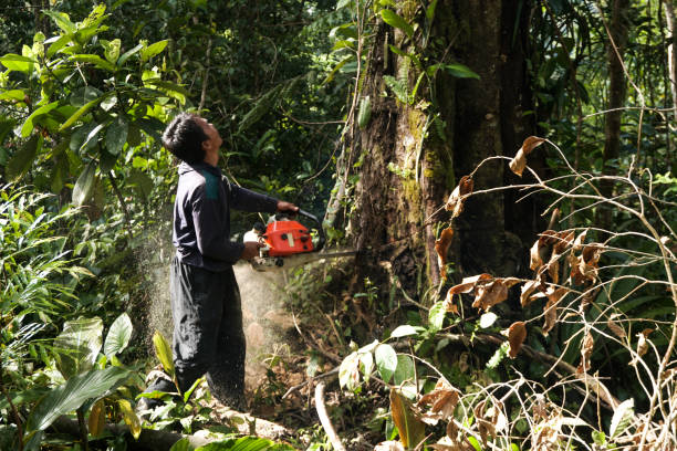 Best Emergency Tree Removal  in Peppermill Village, MD